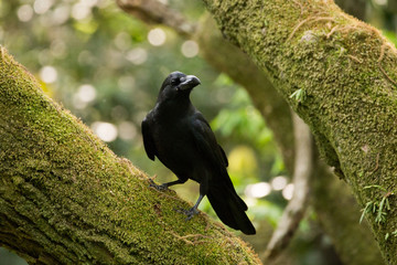 Crow
