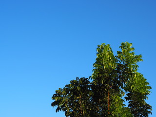 Bright clear blue sky with green leaf tree bush shoot reflecting golden warm sunlight background, small branches on the right