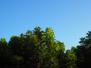 Obraz premium Bright clear blue sky with green leaf tree bush shoot reflecting golden warm sunlight background, branch lower border frame