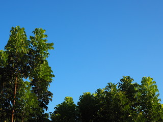 Bright clear blue sky with green leaf tree bush shoot reflecting golden warm sunlight background, branch lower and left border frame