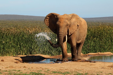 Having fun with water.