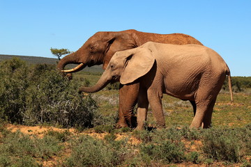 Obraz na płótnie Canvas Elephants snack time
