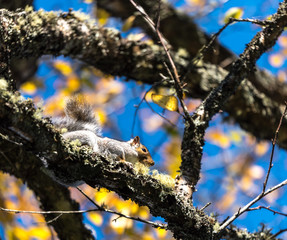 Squirrel Hight Above