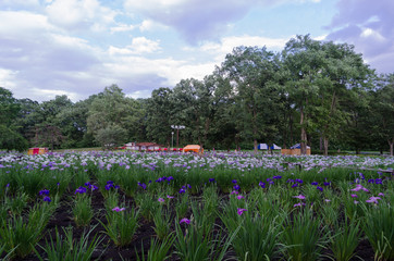 公園の菖蒲