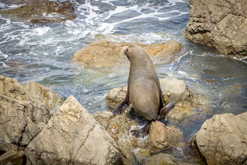 Seal On Rocks