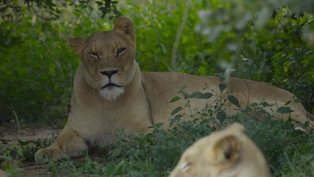  Wild lioness wearing a tracking collar relaxing with her pride in Zambia