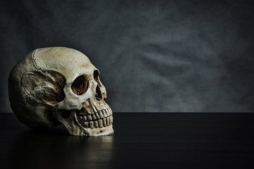 skull on the table , still life © meen_na