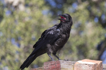 Young Australian Raven