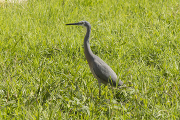White Face Heron 
