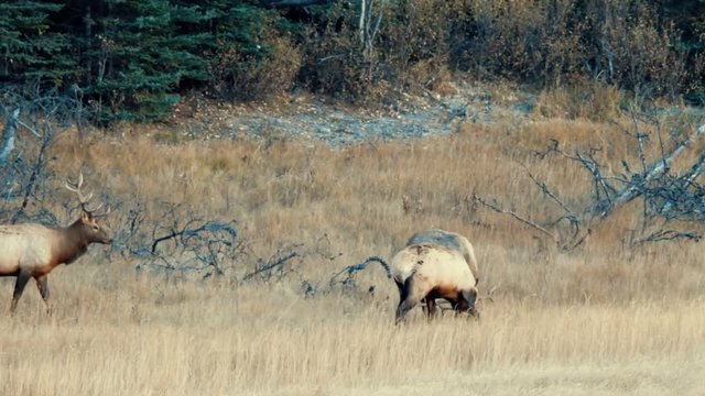 Elk fighting, Banff National Park