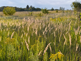 Uncut hay meadow in early autumn