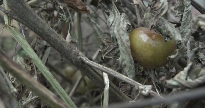 Tomato plants with a bad case of the blight disease 