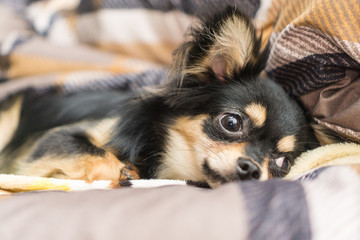 Black and Tan Chihuahua is Sleeping.