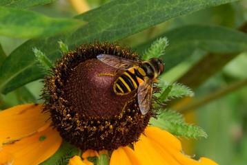 Hover Fly in the black-eyed Susan