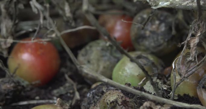 Red and green tomatoes infested with blight disease