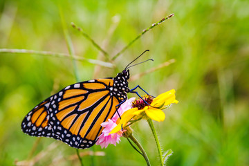 Monarch Butterfly on Flower 3