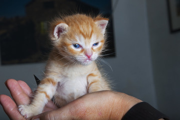 Cachorro de gato en la palma de la mano