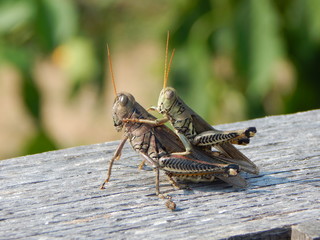Pair of Grasshoppers