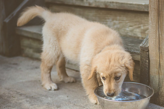 Golden Puppy Drinking Water From Bowl