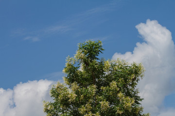 Cork Tree or Indian Cork flower