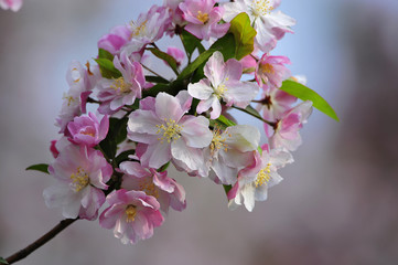 Chinese flowering crab-apple blooming