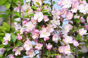 Chinese flowering crab-apple blooming