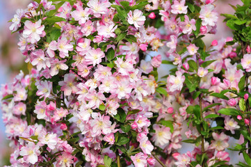 Chinese flowering crab-apple blooming