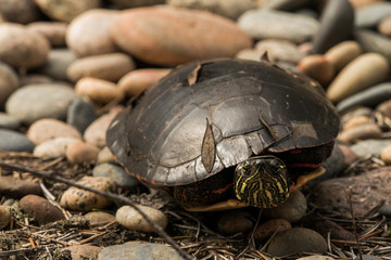 Shelled Turtle on Beach Stones Upper Peninsula Michigan