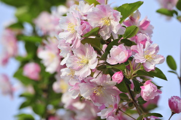 Chinese flowering crab-apple blooming