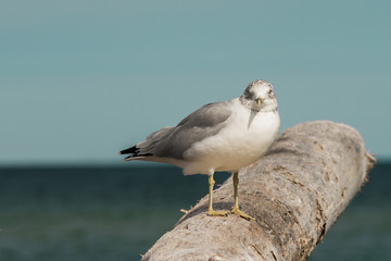 Seagull Upper Peninsula Michigan Beach Shore