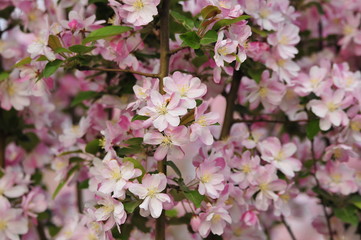 Chinese flowering crab-apple blooming