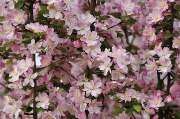 Chinese flowering crab-apple blooming