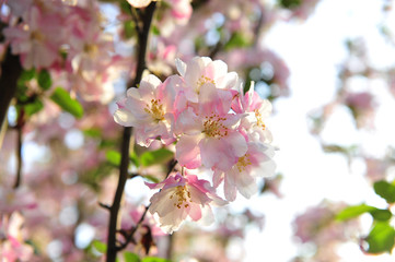 Chinese flowering crab-apple blooming