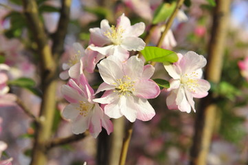 Fototapeta premium Chinese flowering crab-apple blooming