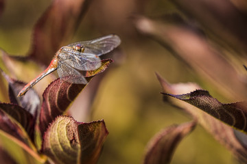 Vibrant Dragon Fly on Leaf Crisp Sunset
