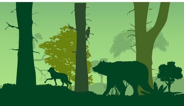 Wildlife nature silhouettte, forest, bear, wlf, trees, green