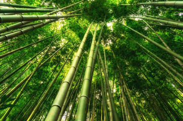 Fototapeta na wymiar bamboo forest in damyang