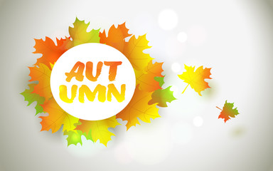 Colorful autumn leaves. Vector illustration autumn beautiful backgroung.