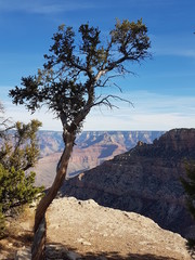 Obraz premium Grand Canyon Tree