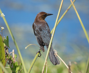 Black Whiskered Vireo suns himself on a reed in the Wetlands