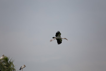 Bird is flying in the sky.