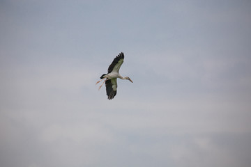 Bird is flying in the sky.