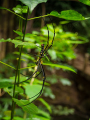 Spider on spider web in the forest