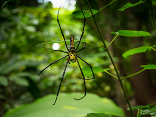 Spider on spider web in the forest