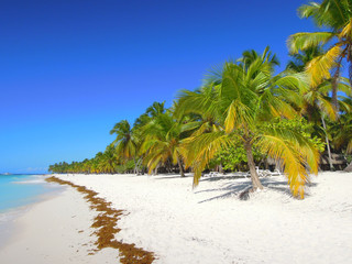 Majestic white beach and vibrant colourful palm trees on Saona in the caribbean sea 