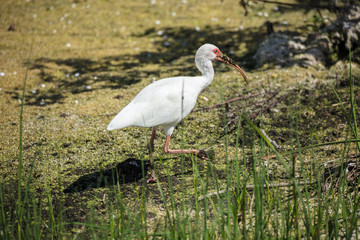 White Ibis hunting in the Wetlands