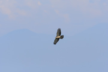 ハチクマ飛翔(Honey Buzzard)