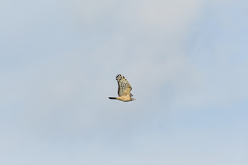 ハチクマ雄の飛翔(Honey Buzzard)