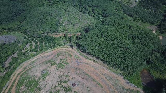Deforestation. Logging of rainforest in Thailand. Environmental problem of oil palm production, aerial footage