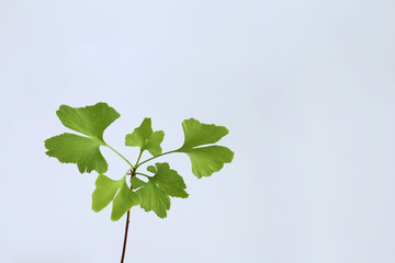 イチョウの新芽